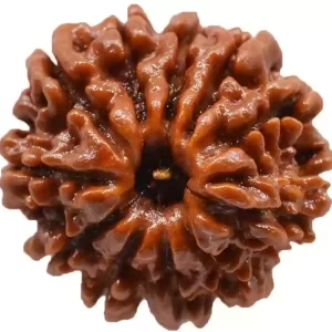 Nepal 11 Mukhi Rudraksh