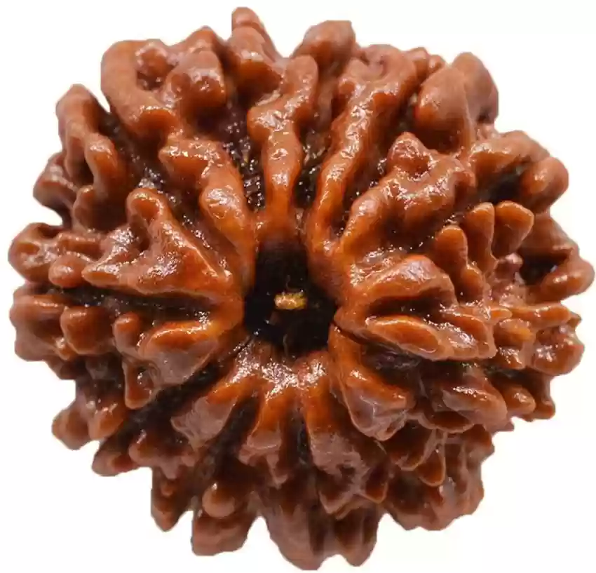 Nepal 11 Mukhi Rudraksh