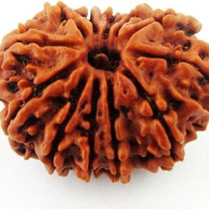 Nepal 12 Mukhi Rudraksh