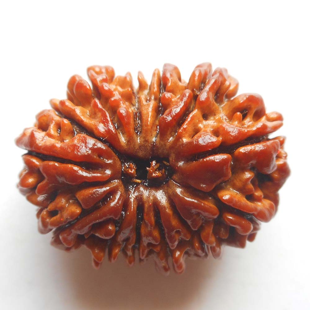 Nepal 13 Mukhi Rudraksh