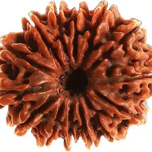 Nepal 14 Mukhi Rudraksh