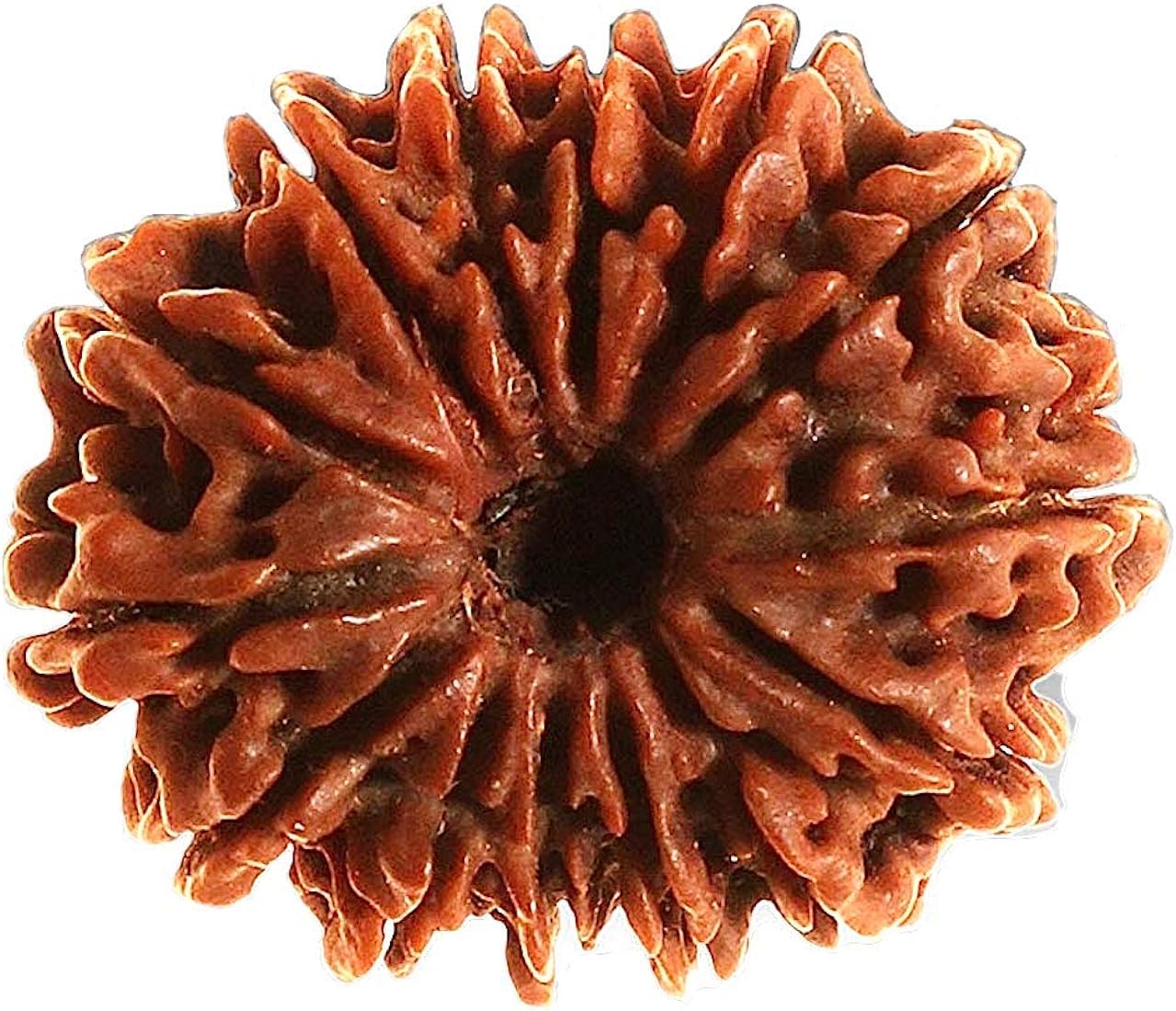 Nepal 14 Mukhi Rudraksh