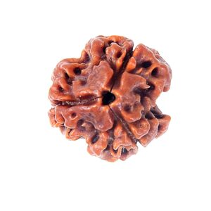 Nepal 3 Mukhi Rudraksh