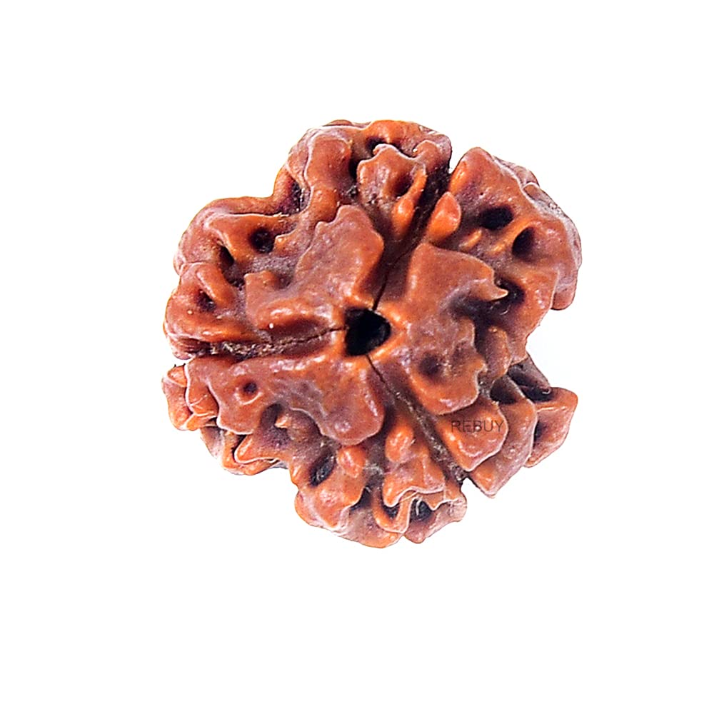 Nepal 3 Mukhi Rudraksh
