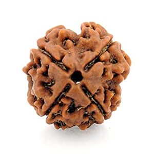Nepal 4 Mukhi Rudraksh