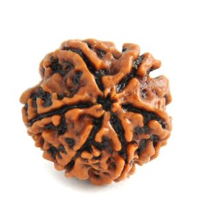 Nepal 6 Mukhi Rudraksh