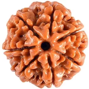 Nepal 7 Mukhi Rudraksh