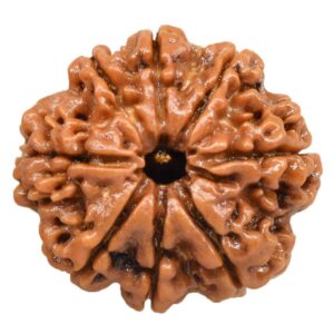 Nepal 8 Mukhi Rudraksh