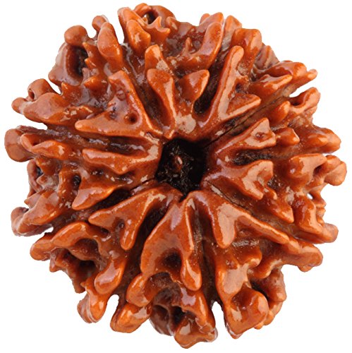 Nepal 9 Mukhi Rudraksh