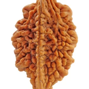 Rameshwar 2 Mukhi Rudraksh
