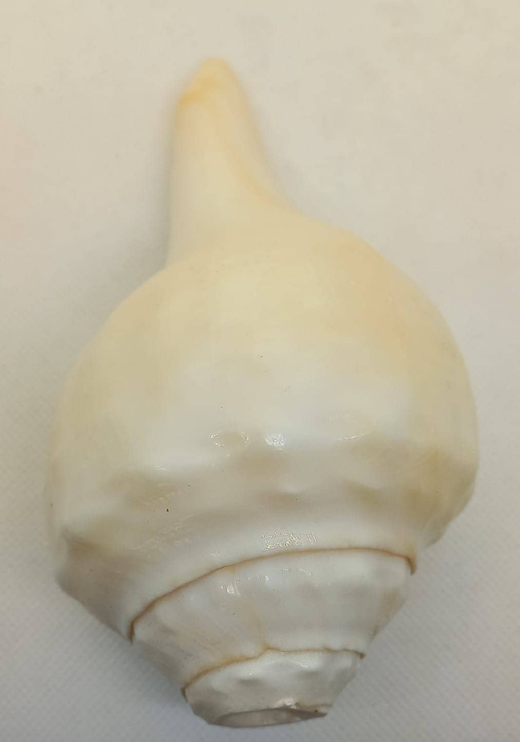 Shankh