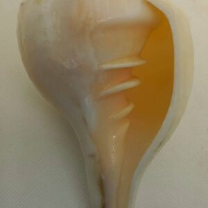 Shankh