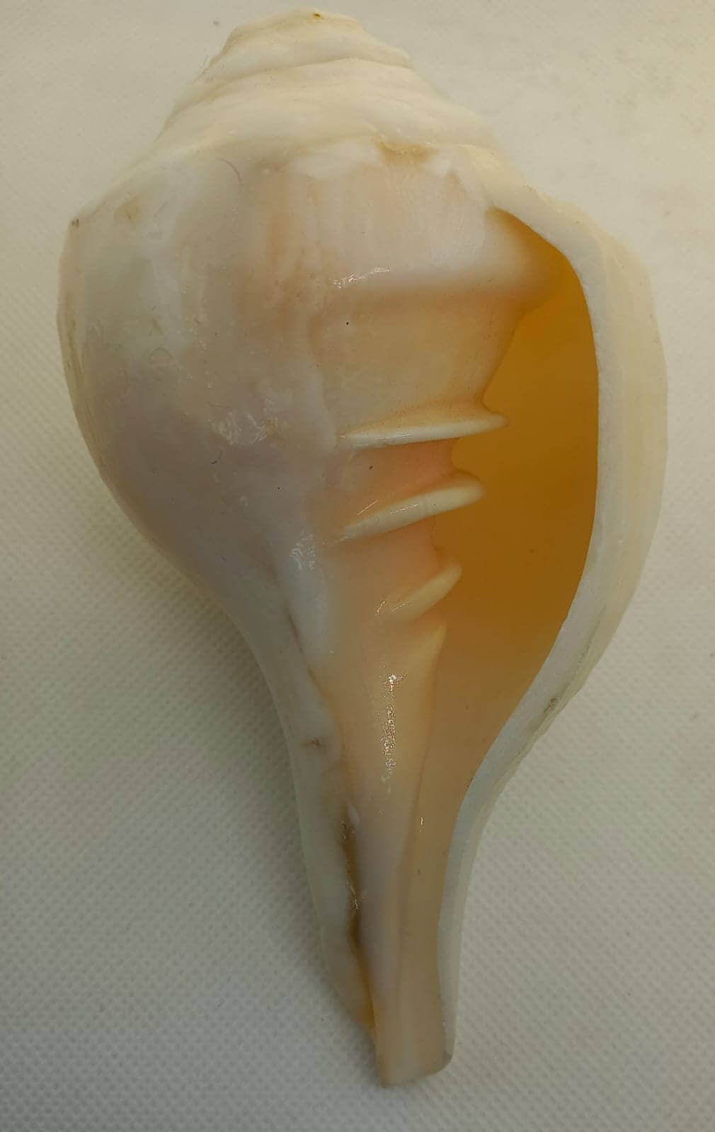 Shankh